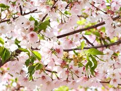 -古柏渡丰乐樱花园