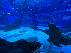 -海合安成都极地海洋公园