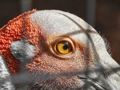 -费瑟代尔野生动物园