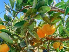 -前小桔亲子创意农场·草莓采摘·露营烧烤