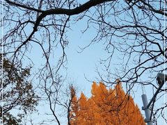 -三里屯东五街银杏大道