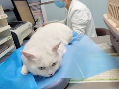 -纳吉亚猫专科动物诊疗中心(蒋宅口分院)