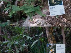 -马峦山郊野公园