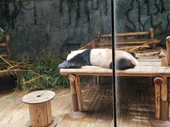 -深圳野生动物园