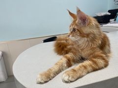 -欣宠猫屋·矮脚拿破仑·蓝金金渐层