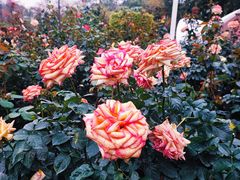 -人民公园(罗湖区)