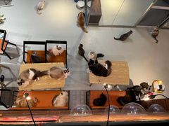 -豆逗聊愈猫阁Easy Life