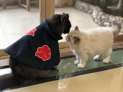 -lincat·猫舍(广州店)