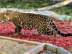 -北京野生动物园