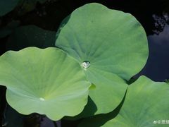 -杭州西湖柳莺里酒店