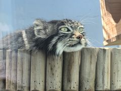 -青藏高原野生动物园