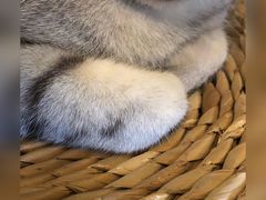 -猫猫幼稚园·撸猫·桌游·电玩