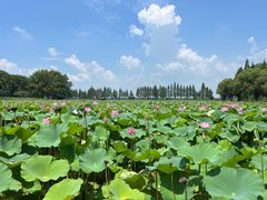 -洪湖生态旅游区