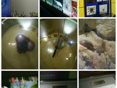 -上海昆虫博物馆