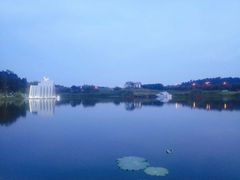 -大塘金香草谷