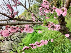 -南汇桃花村