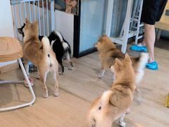 -南京Hallo宠物乐园·哈罗犬舍·柴犬繁育基地