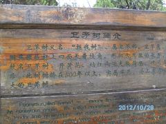 -牛郎织女景区