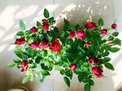 -秦美花卉(天朗·莱茵小城2期店)
