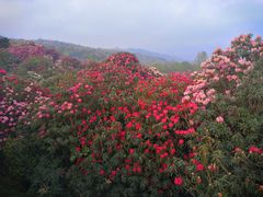 -贵州百里杜鹃风景名胜区