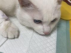 -达爱动物医院·犬猫分区·CT·复杂眼科(远洋山水分院)