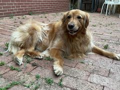 -小叮当动物医院·骨科·眼科