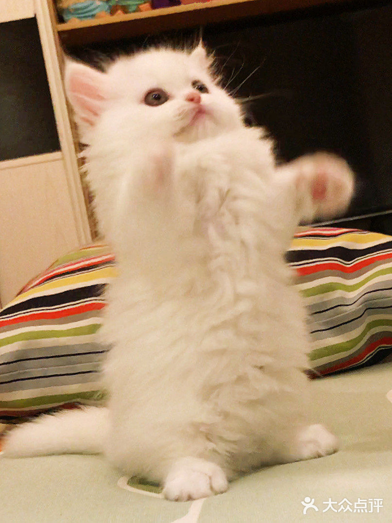 这是一只超“凶”的小猫咪！