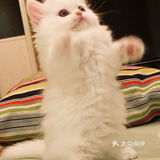 这是一只超“凶”的小猫咪！