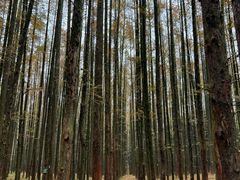 -山王坪喀斯特国家生态公园