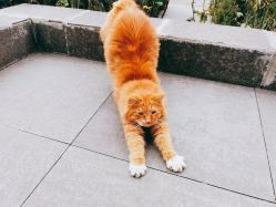 -酉嘉瑜伽YO+YOGA