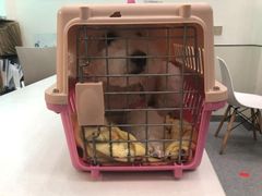 -爱诺耐芙动物医院(万博店)