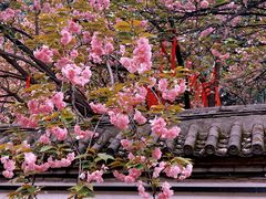 -西安青龙寺遗址景区
