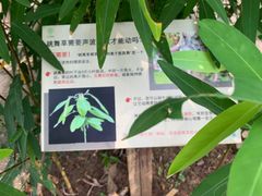 -中国科学院西双版纳热带植物园