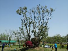 -上海长兴岛郊野公园