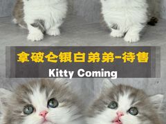 -小猫来了·猫舍(红山六九七九店)