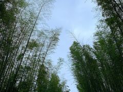 -蜀南竹海景区