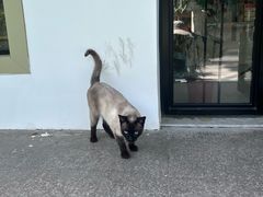 -云阿蛮云南生烫牛肉米线(奉贤路店)