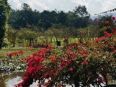 -中国科学院西双版纳热带植物园
