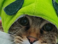 -爱洗澡的猫(望京店)