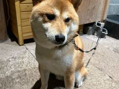 -和顺古镇