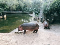 -深圳野生动物园