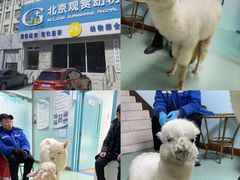 -北京观赏动物医院·24小时大型综合·猫专科·异宠专科