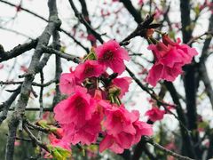 -天适樱花悠乐园