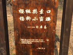 -天适樱花悠乐园