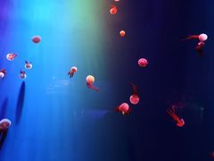 -成都浩海立方海洋公园