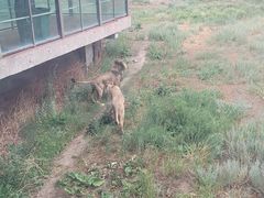 -新疆天山野生动物园