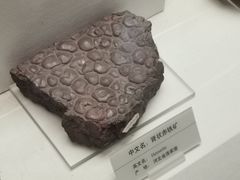 -天津自然博物馆