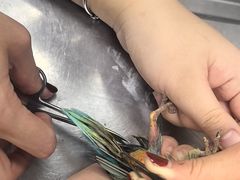 -瑞派·关忠动物医院·异宠专科·犬猫肿瘤·皮肤专科(望京店)