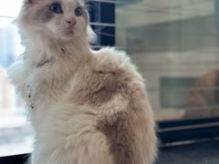 -楼上猫咖(罗湖店)
