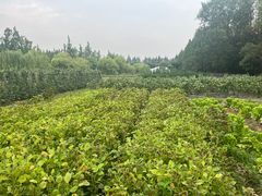 -前小桔亲子创意农场·草莓采摘·露营烧烤